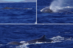 33.-Sperm-Whale-sighting..-very-rare