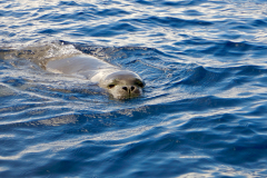 26.-Hawaiian-Monk-Seal-checking-us-out
