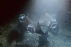 32.-Swimming-with-Manta-Rays