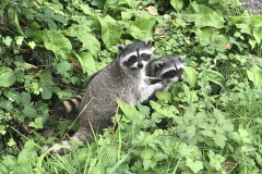 35.-Raccoons-in-front-of-our-house