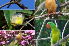 25.-Some-birds-of-Indonesia