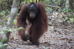 27.-Our-first-Orangutan-spotting
