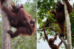 28.-Mother-and-baby-Tanjung-Puting