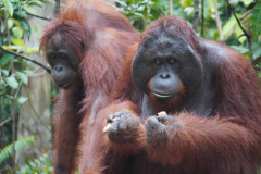 29.-Male-and-female-Orangutan