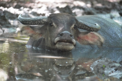 3.-Water-Buffalo-taking-a-mud-bath-to-cool-down