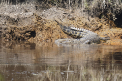 32.-Crocs-in-the-park