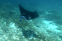 7. Swimming with the Manta Rays Komodo Park