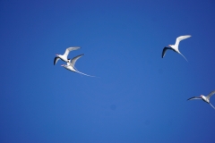 11. Tropic birds flying over the boat