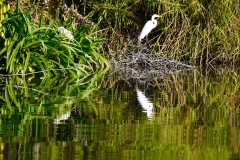 37. White heron