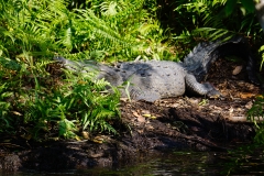 39. Fat Croc sunning himself on jungle tour. This is not a cage!
