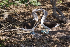 4. Blue Footed Boobies starting their courtship dance.