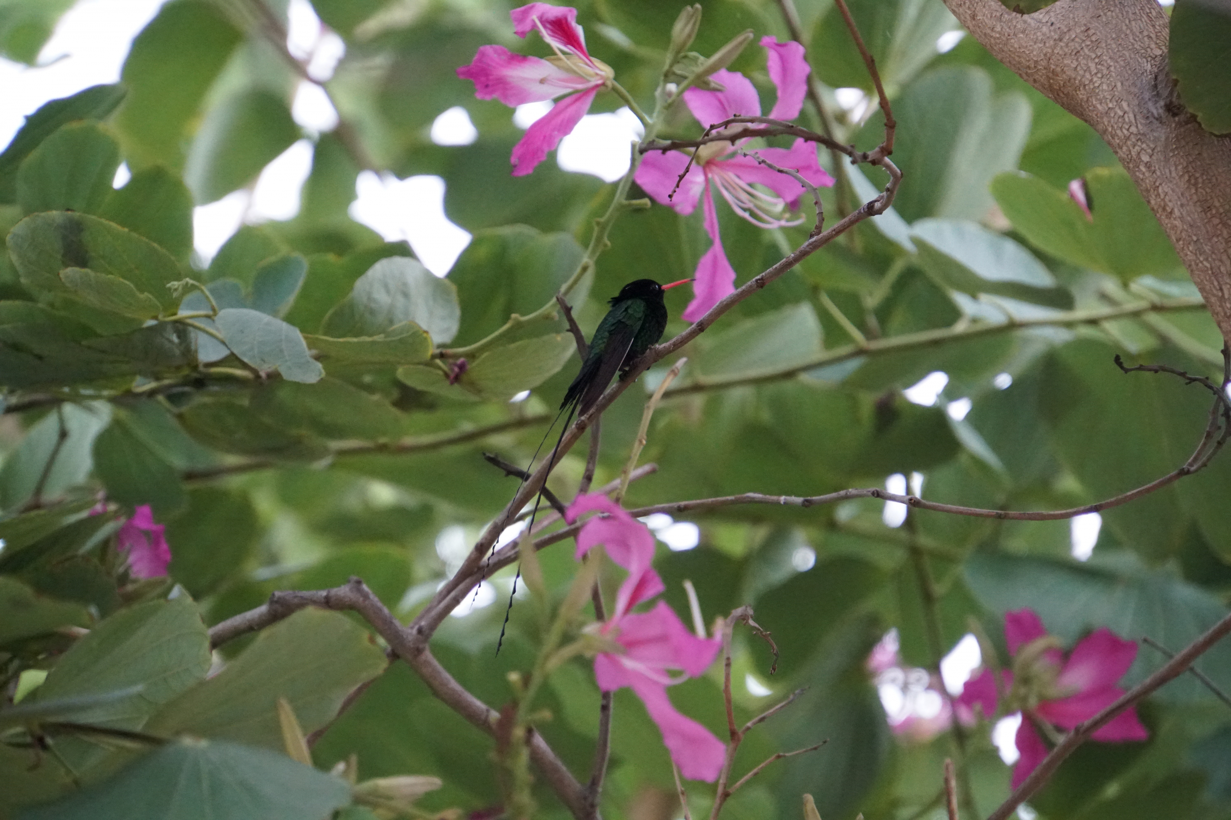 26. Swallow Tailed Hummingbird, Jamaica National Bird