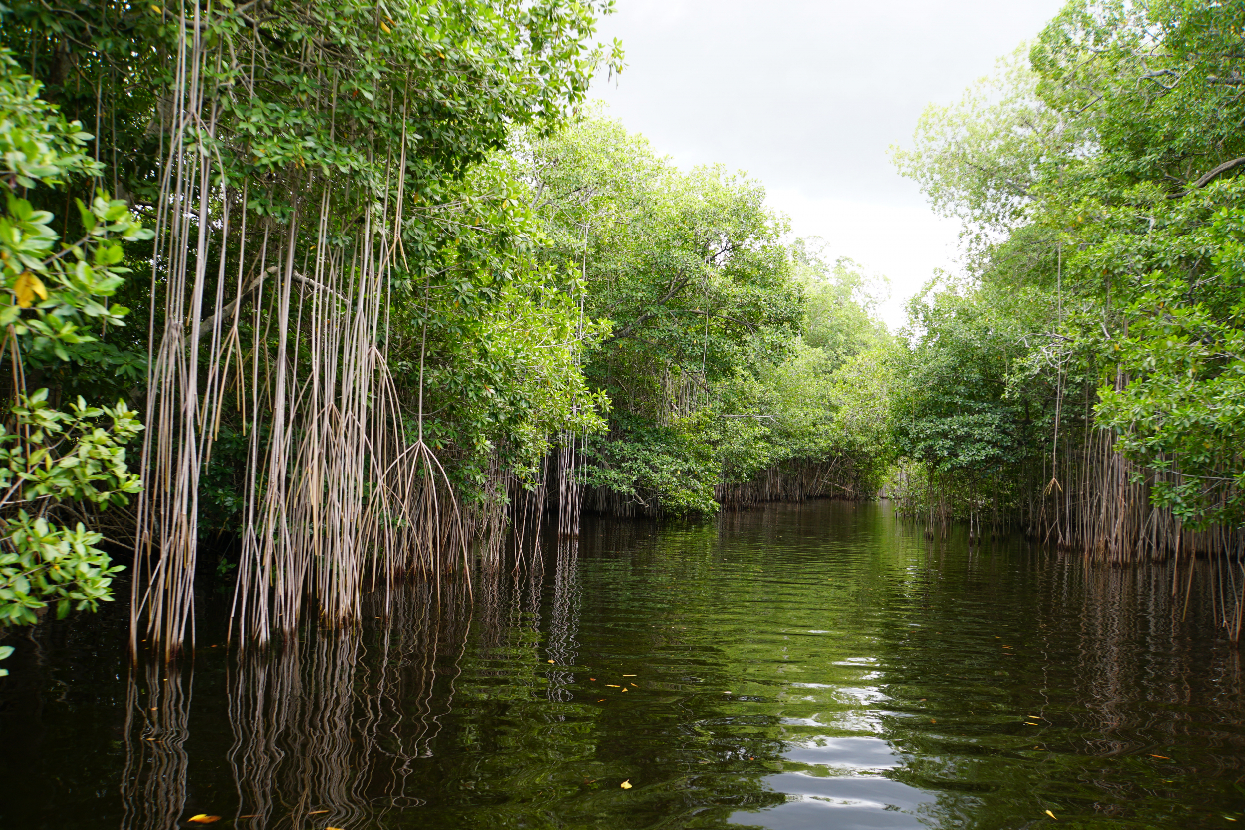 49. Mangroves on Black River