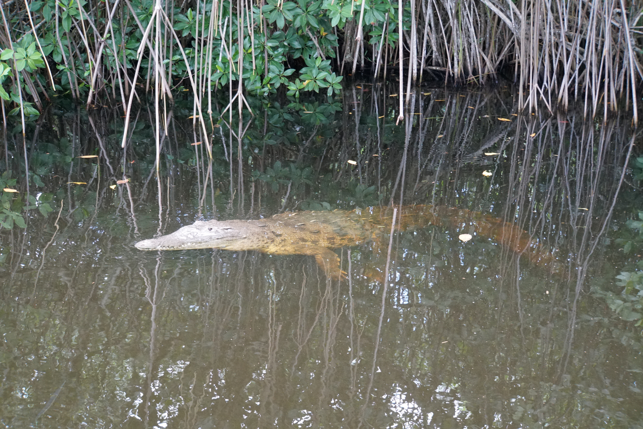 50. Alligator in the mangroves