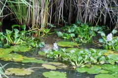 46. Alligator in the lillies