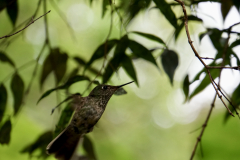 16.-Female-Jf-hummingbird