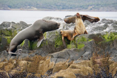 5.-Fur-Seals