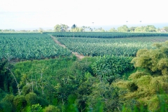 32. Banana plantations