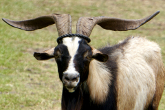15.-Goat-in-Hanavave-village