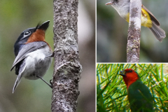 13.-Melanesian-Flycatcher-Yellow-bellied-Robin-Red-throated-Parrotfinch