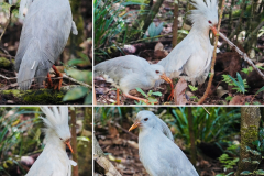 27.-Cagou-endemic-bird-of-New-Caledonai