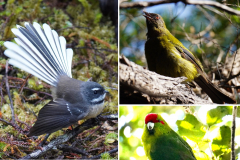 12.-NZ-Fantail-Bell-Bird-Red-Crowned-Parakeet-Gannet