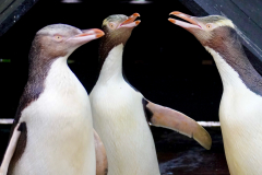 19.-Penguins-HoihoYellow-Eyed-LIttle-Blue-Penguins-Fjordland-Penguin