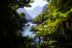 43.-Hiking-up-the-Milford-Track