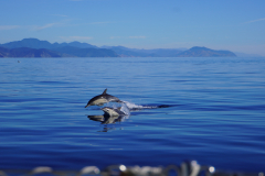 46.-Common-dolphins-in-Tasman-Bay