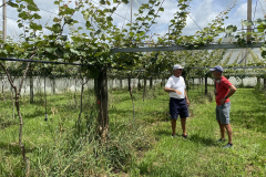 5.-Visiting-Rays-Kiwifruit-orchard