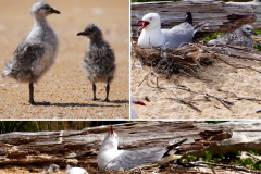 9.-Silver-Gull-and-chicks