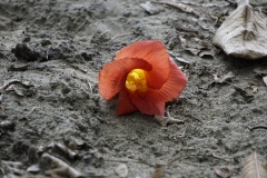 13. Flower on the beach