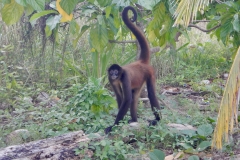 33. Monkey near Puerto Lindo