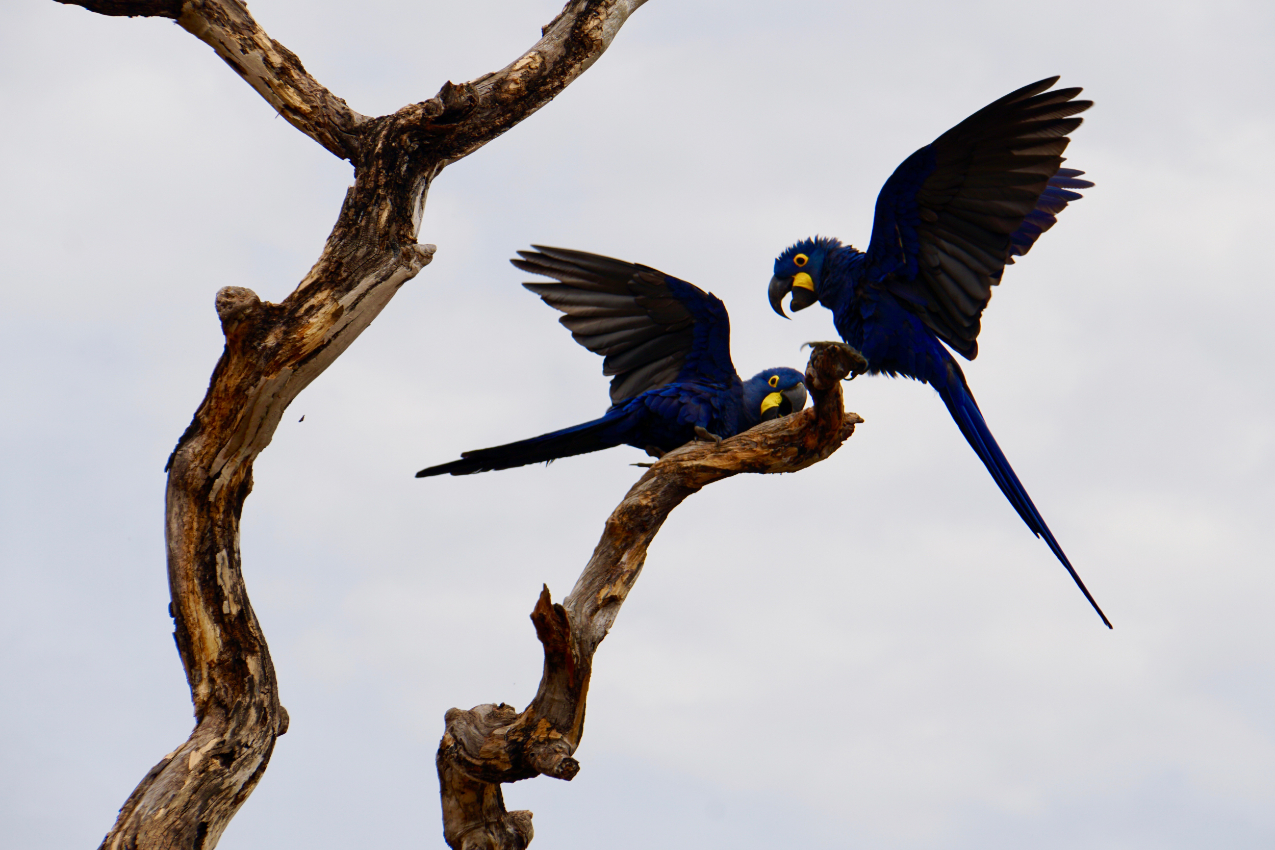 26. Hyacinth Macaw