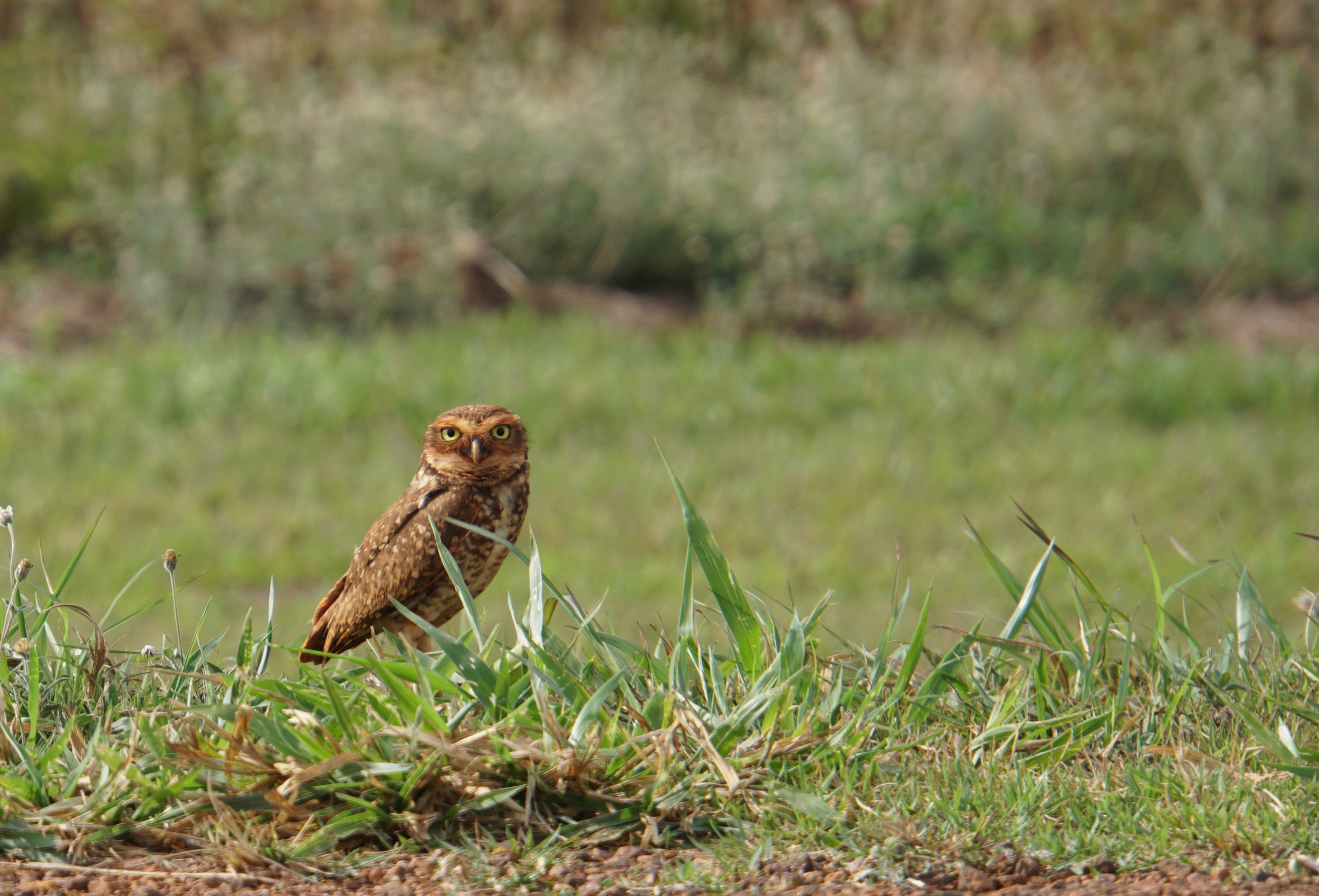 31. Ground Owl