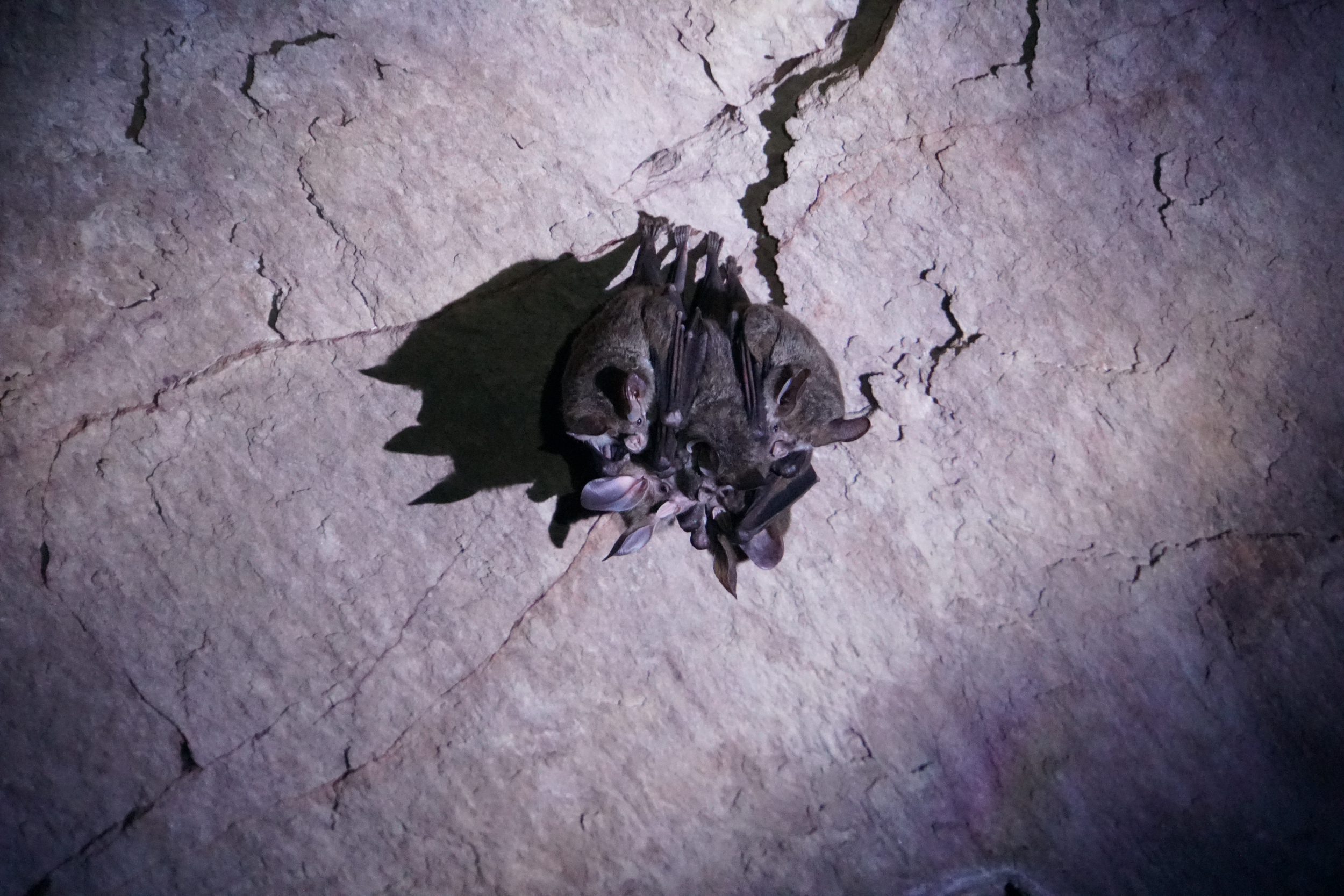 46. Bats in cave