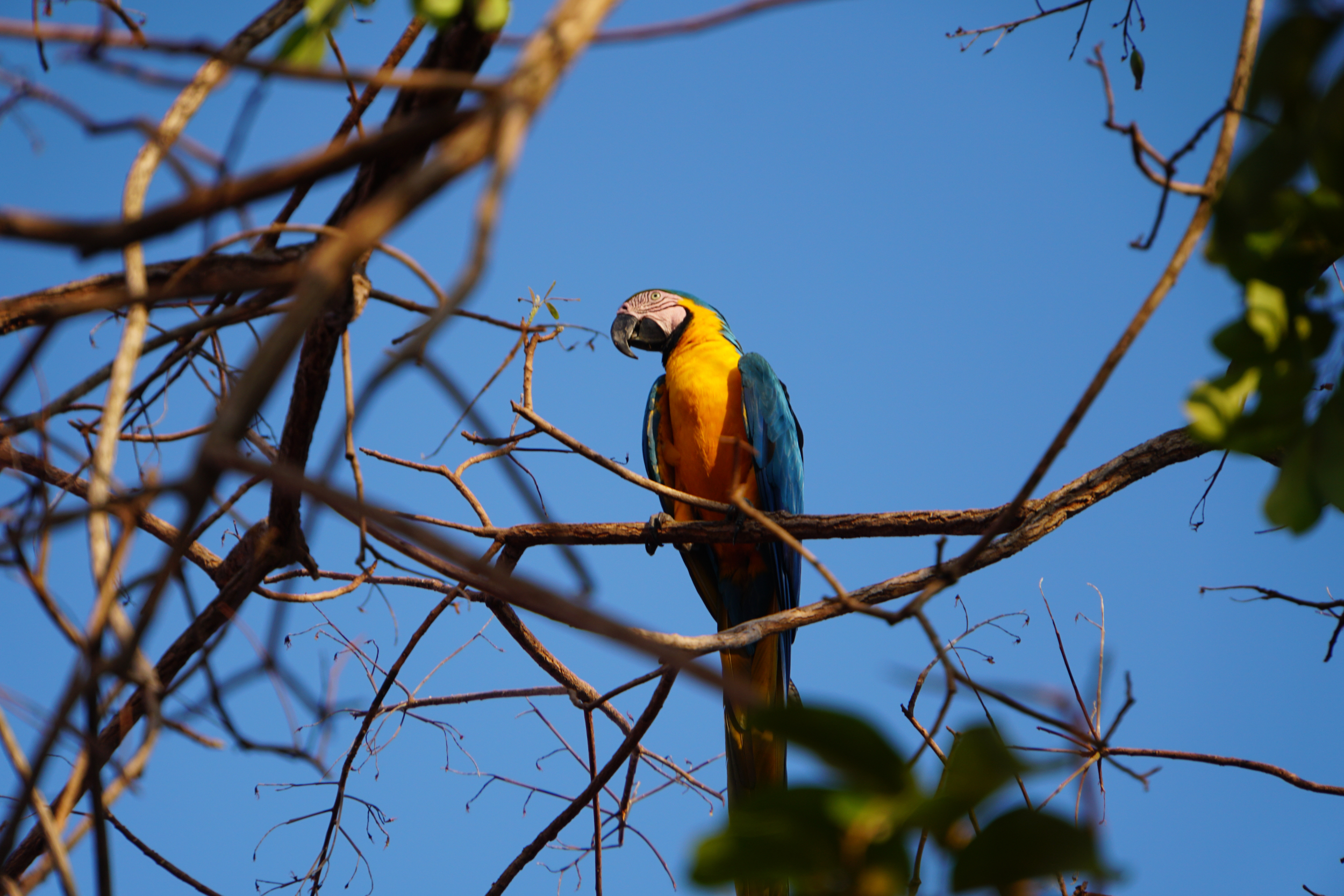 51. Blue and yellow Macaw