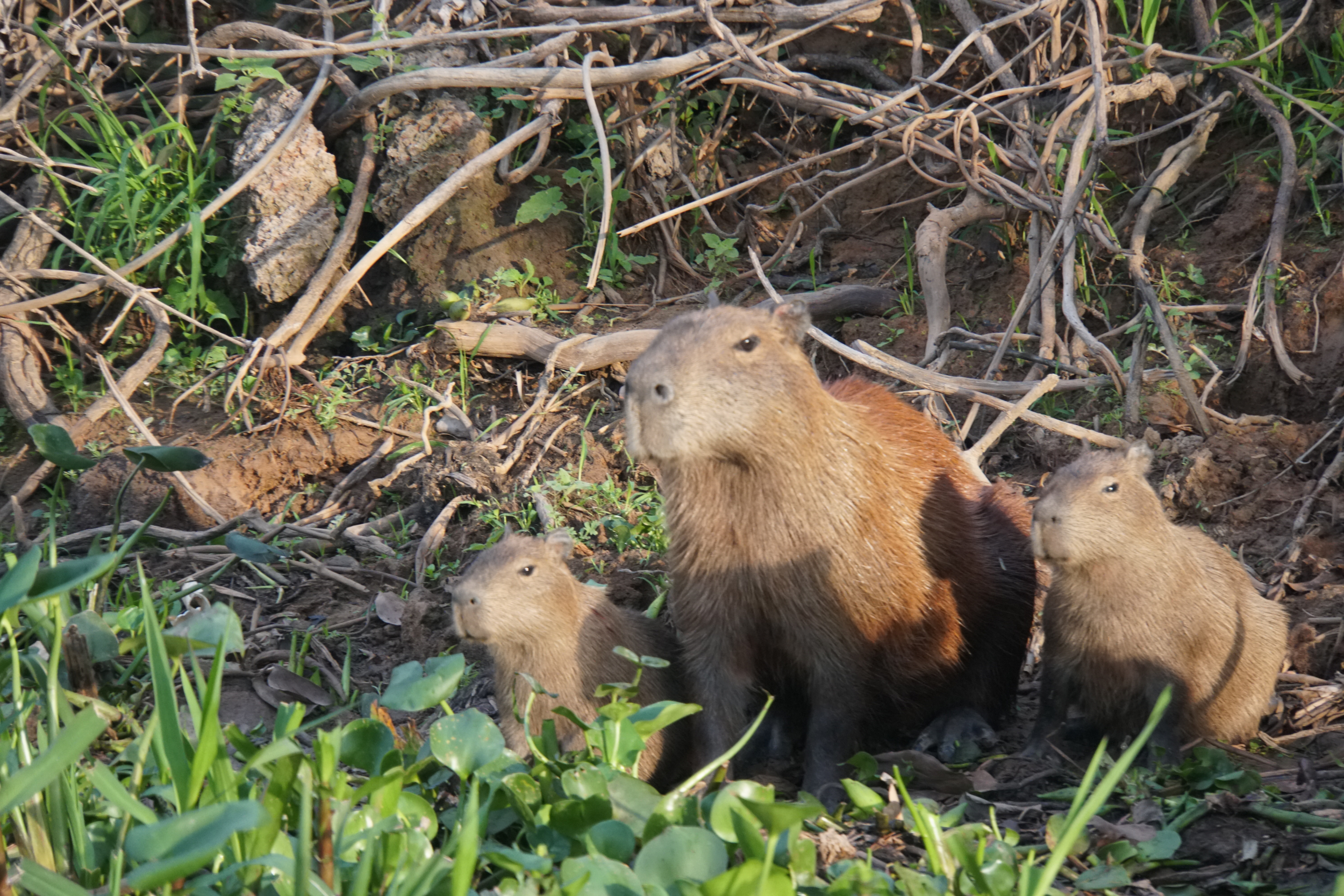 6. Capybara