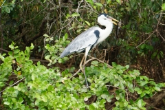 24. Heron with dinner