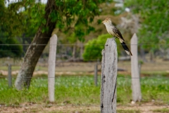 29. Cuckoo bird