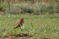 31. Ground Owl