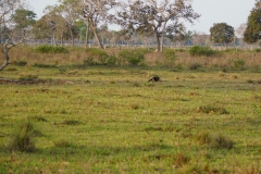 37. Lesser Anteater