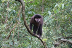 56. Capuchin Monkey at Iguacu