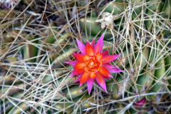43.-Beautiful-flower-in-Peru