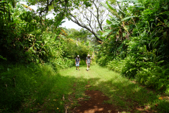 12.-Hiking-trail-in-Pitcairn.-The-fruits-and-vegies-are-free-to-all-along-many-paths.