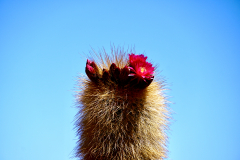 38.-Bloomimg-cactus