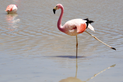 40.-James-flamingo