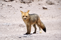 42.-Andean-fox