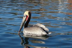 13. Pelican on the bay