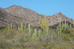 21. Cactus forest at Amortajada